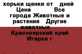 хорьки щенки от 35дней › Цена ­ 4 000 - Все города Животные и растения » Другие животные   . Красноярский край,Игарка г.